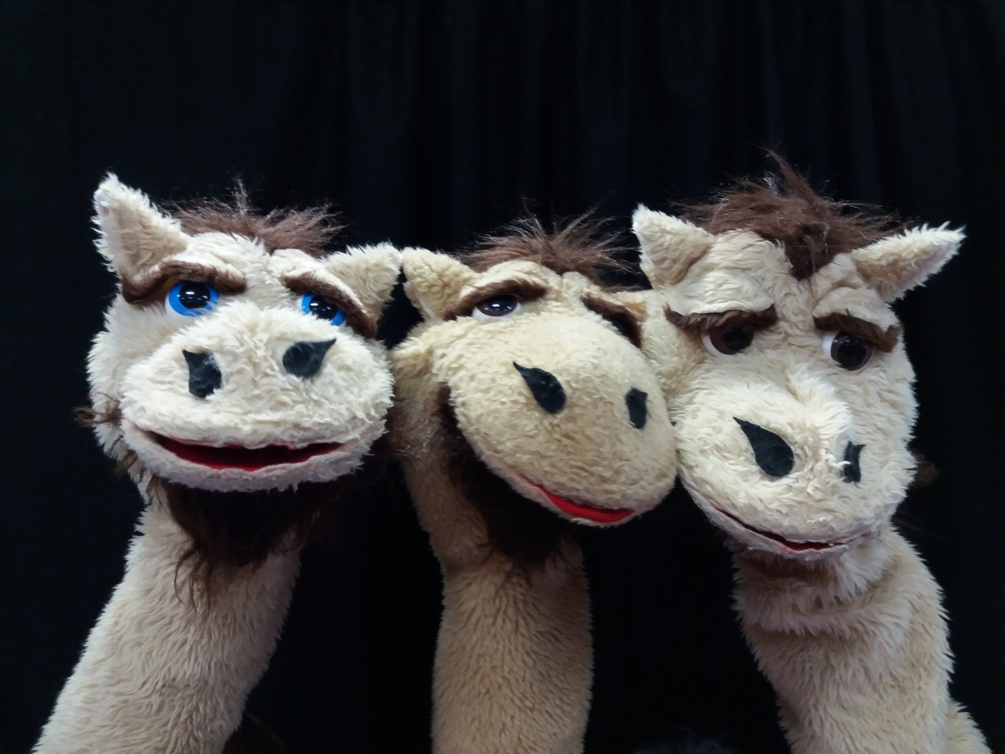 3 camel puppet heads making faces. One has blue eyes, two have brown eyes